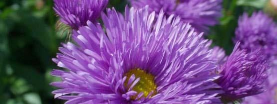 Erigeron