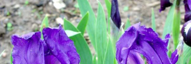 Iris -