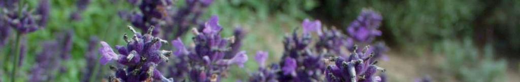 Lavandula