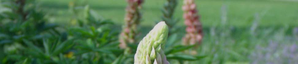 Lupinus