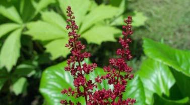 Astilbe