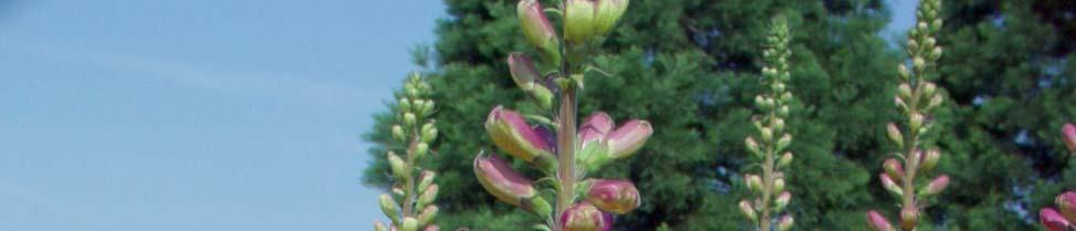 Digitalis