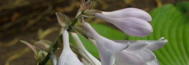 Hosta -