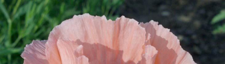 Papaver