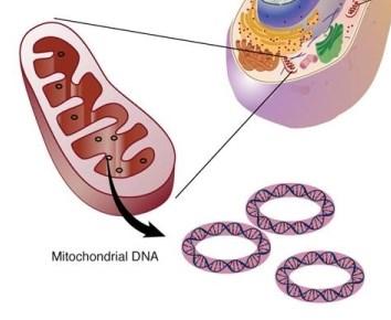Uniparentální dědičnost Mitochondriální DNA Dědičnost po mateřské linii Ve výjimečných případech dědičnost po otcovské linii (škeble, slávky).