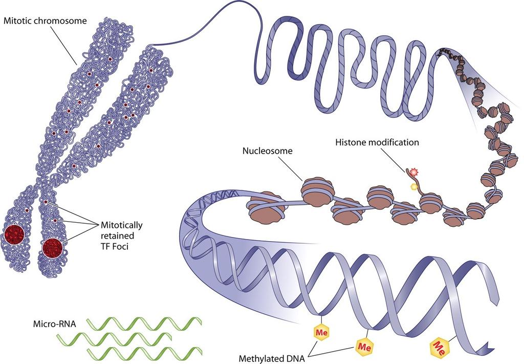 Molekulární mechanismy epigenetické dědičnosti