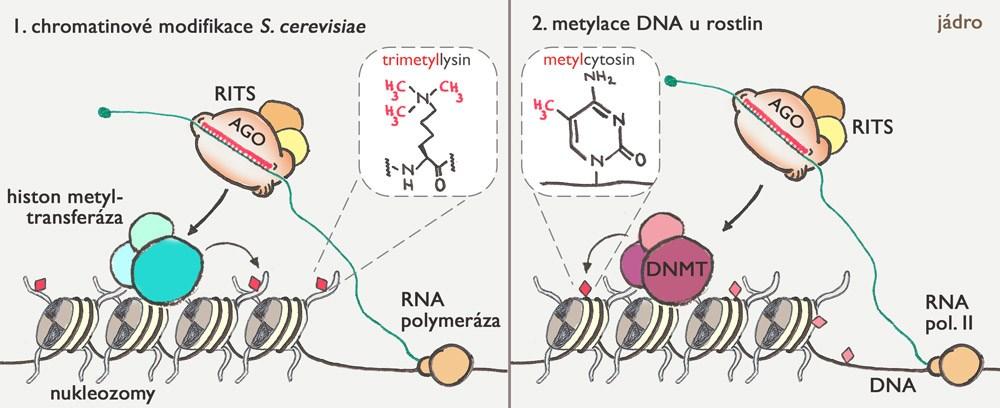 Malé nekódující RNA dokáží vyvolat změny