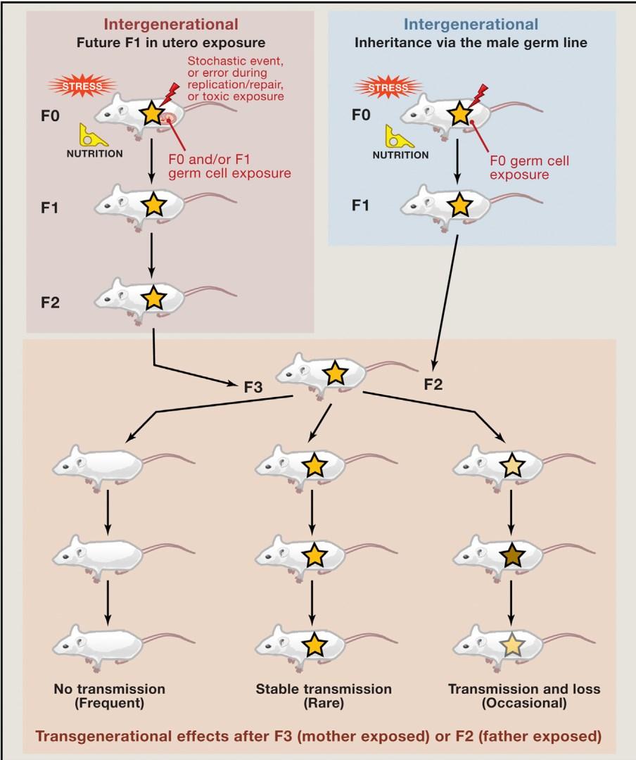 Transgenerační epigenetická dědičnost vs.