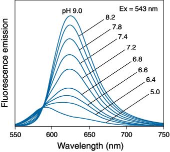 3.8. Změny ph Sondy pro měření změn ph jsou popsány v kapitole 2.3.6..V tomto experimentu je ilustrována citlivost fluorescenčních sond pro měření ph. s použitím sondy SNARF-5F.