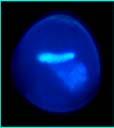 Mikrosporová / pylová (haploidní) embryogeneze Zvrácení gametofytického vývojového programu zpět na