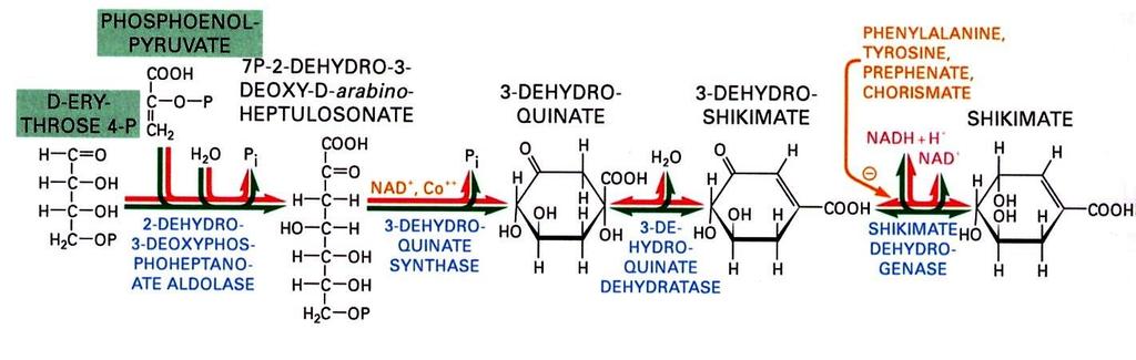 Obr. P1 Biosynthesa isoprenové jednotky z