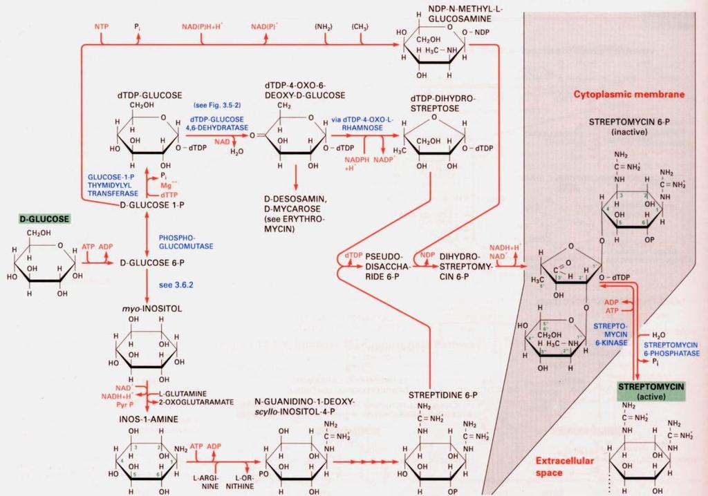 Obr. P9 Biosynthesa β-laktamových antibiotik Obr.