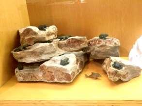 Obdivuhodný je jeho vodní svět žabek, mloků i delfína, komponovaný na přírodních kusech karneolu. Je to přínos v tomto oboru. ( M.F.) Minivýstavy.