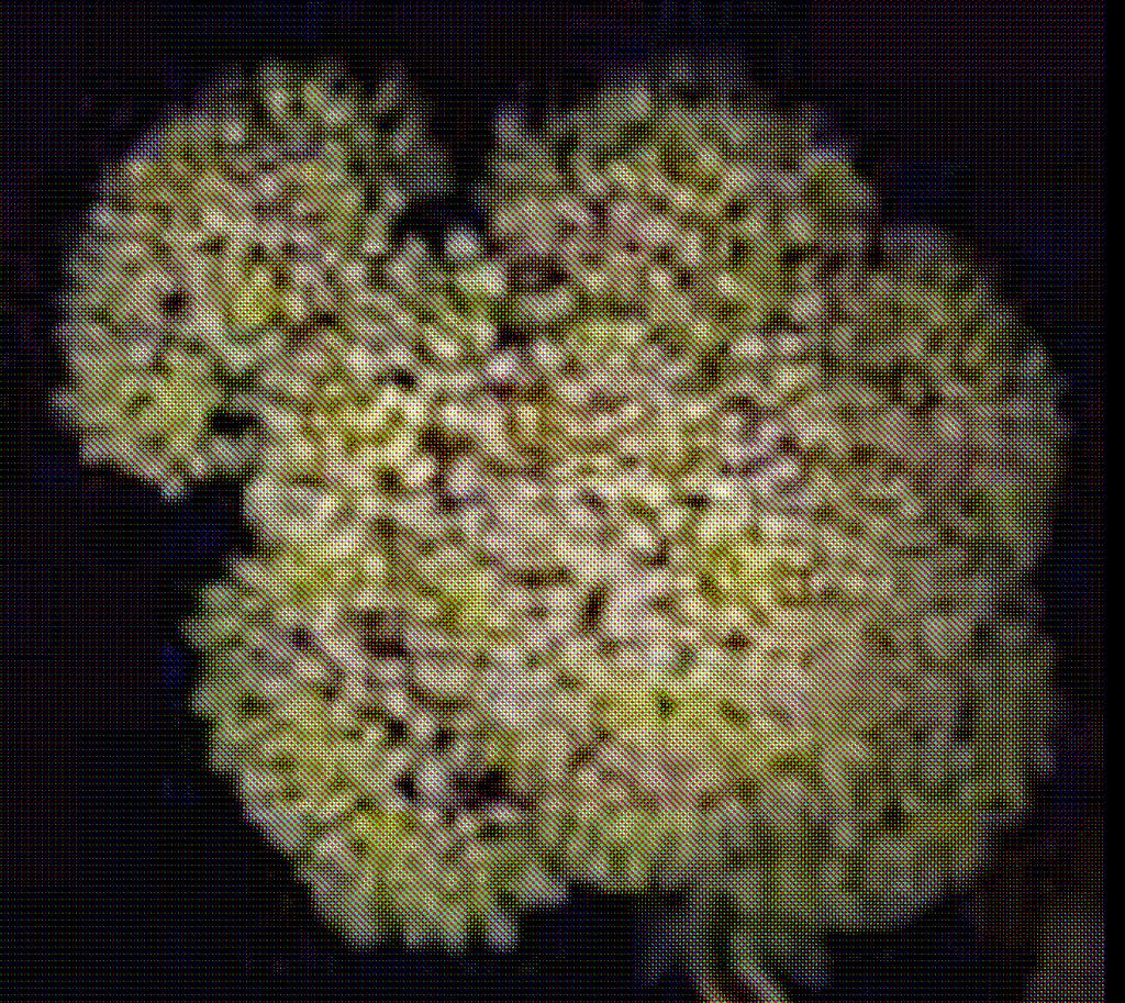 BoCAL Locus in Broccoli, Cauliflower,
