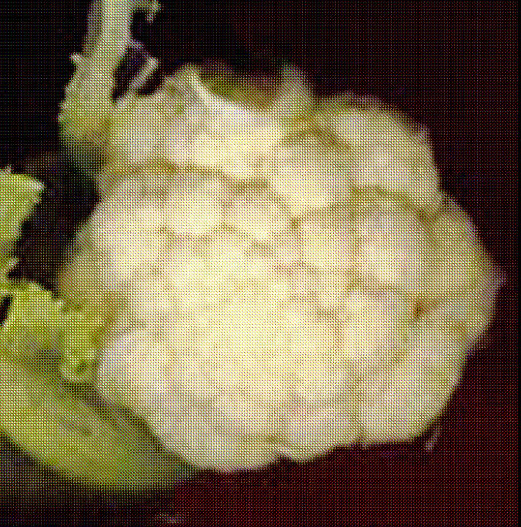 De Cicco, broccoli B. oleracea v.