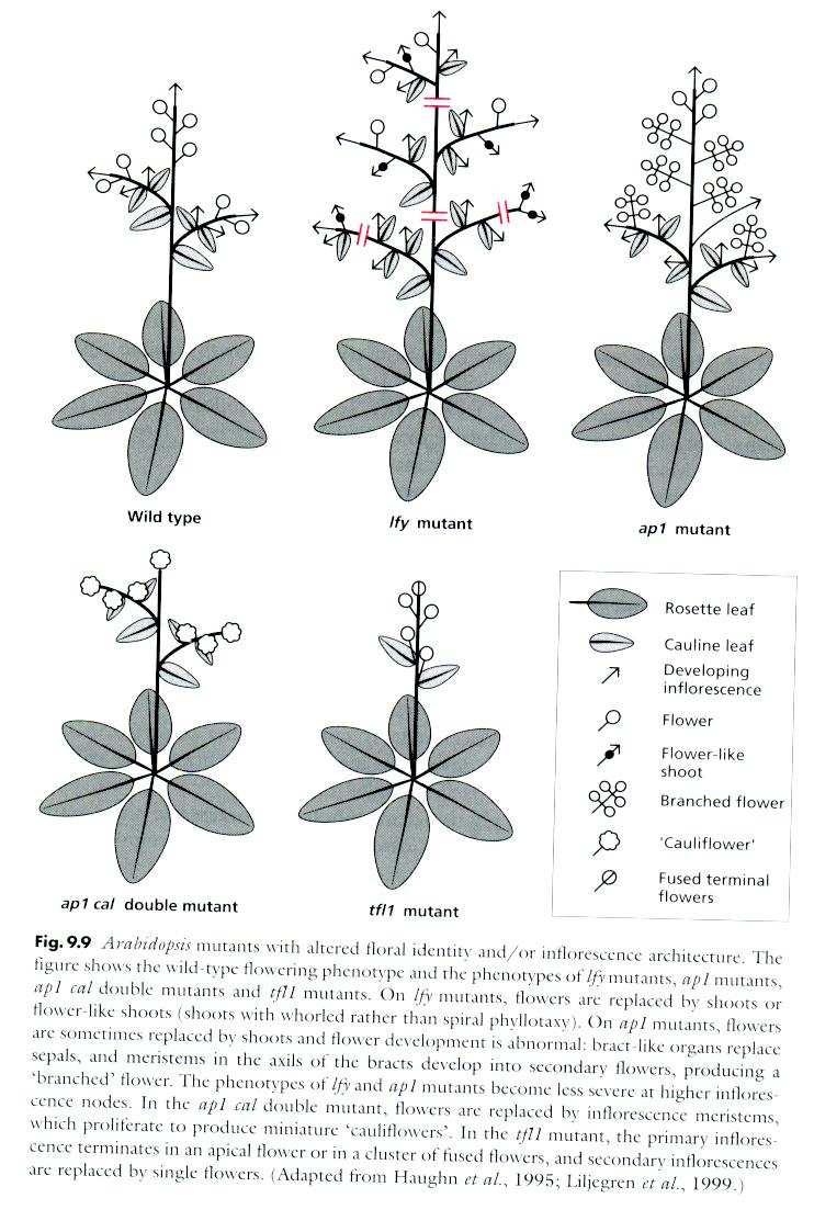 lfy plant spec. TF místo květů výhony ap1 - (MADS-box homl.)- podobně, ale místo kalicha listeny, v jejichž úžlabí vznikají sekundární květy cal (MADS-box homl.)- = WT phen.