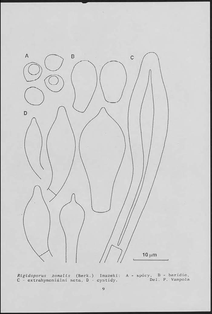 A B c (D x n n /A\ o í }j D Rigidoporus zonalis (Berk.