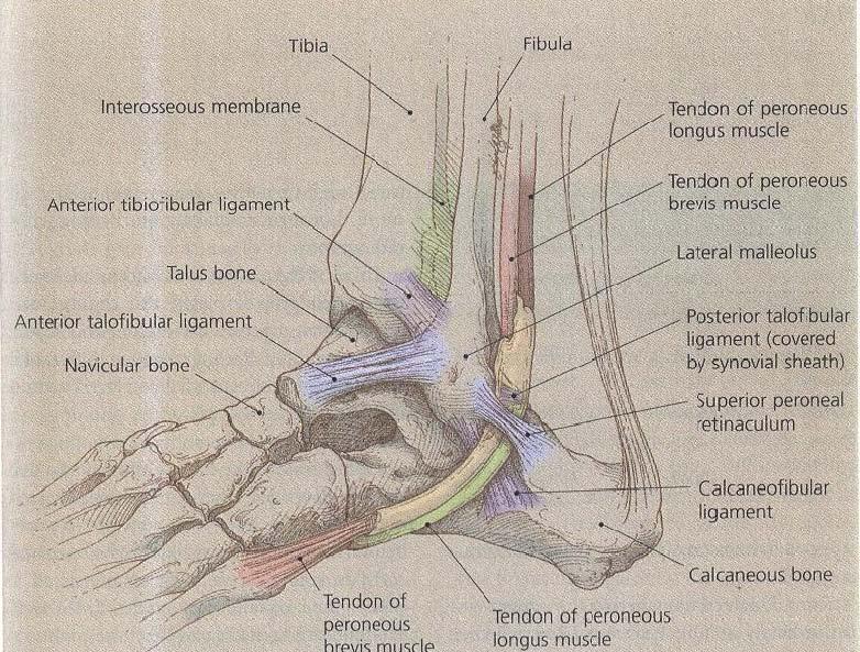 I. Teoretická část 1 ANATOMIE HLEZENNÍHO KLOUBU A NOHY 1.