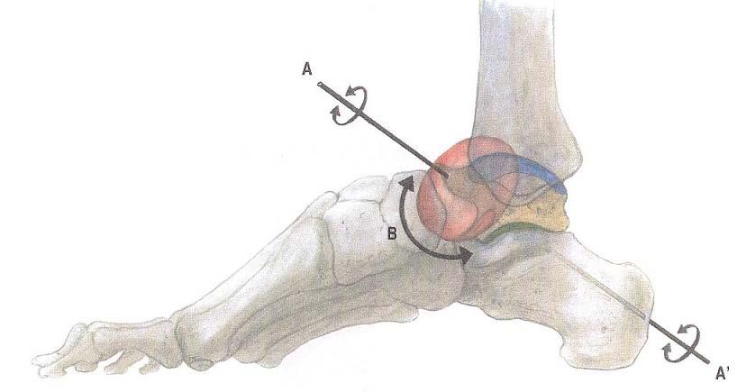 těchto pohybů jde od zevní strany zadního okraje patní kosti šikmo dopředu mediálně do collum tali a nad os naviculare a současně je osa skloněna zdola zezadu nahoru dopředu (Obrázek 4) (Čihák, 2001).