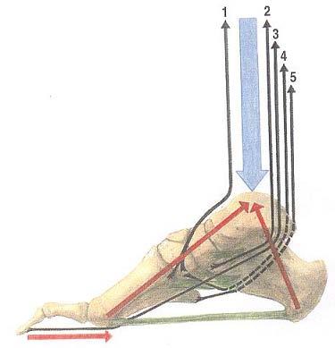 Udržení podélné a příčné klenby je závislé na třech faktorech: - na celkovém tvaru skeletu nohy a kostní architektonice, - na ligamentózním systému nohy, - na svalech nohy (Dungl, 1989; Dylevský a et