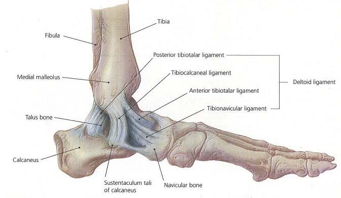 navicullare, Deltoid ligament ligamentum deltoideum, Posterior/Anterior tibiotalar ligament lig. tibiotalare posterior/anterior, Tibiocalcaneal ligament lig.