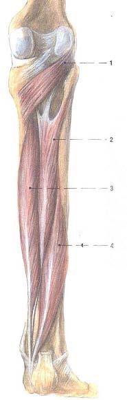 adductor hallucis, cap. transversum 11 šlacha m. flexor digitorum longus 12 šlacha m. flexor hallucis longus 13 m. adductor hallucis, cap.obliquum 14 m. abductor hallucis 15 m.