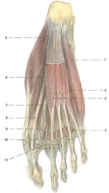 interosseus dorsalis I 8 retinaculum musculorum extensorum superius 9 retinaculum musculorum extensorum inferius 10 musculi interossei dorsales, II - IV Příloha 4b.