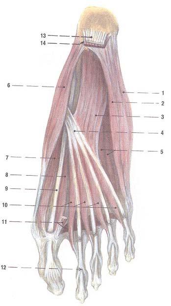 Příloha 5. SVALY PLANTY DRUHÁ VRSTVA, pravá strana, plantární aponeuróza a m. flexor digitorum brevis odstraněny (Čihák, R., 2001) LEGENDA: 1 m. abductor digiti minimi 2 m.