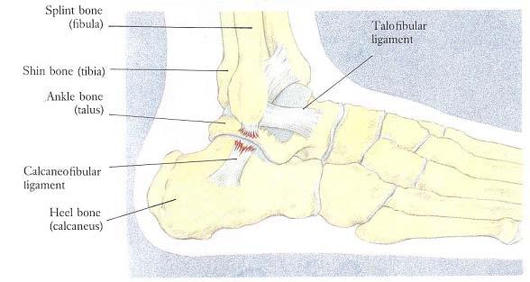 calcaneofibulare (Splint bone fibula, Shin bone tiba, Ankle bone talus,