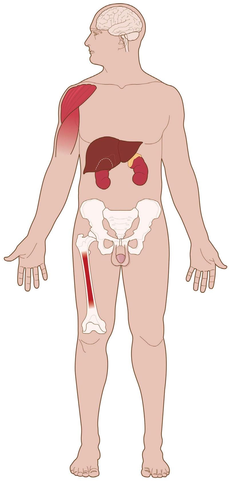 Mozog Libido, Agresivita, Myslenie Svaly Zvýšenie sily a objemu Pečeň Syntéza sérových proteínov Tuk Pokles tukovej hmoty Kosti Zrýchlený lineárny rast Uzatvorenie epifýz Zachovanie hustoty kostí