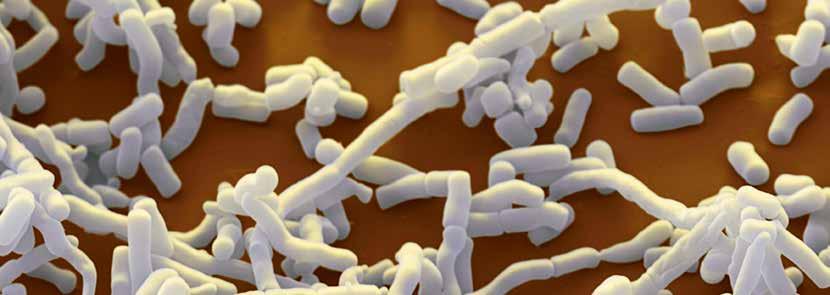 Streptomyces je největším rodem produkujícím antibiotika, který vytváří antibakteriální, fungicidní látky a imunosupresiva Antimikrobiální rezistence a infekce spojené se zdravotní péčí I přes