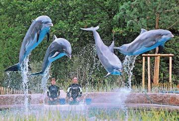 630 A D K T 19LNMZ03 ZOO VÍDEŇ jedna z mála Zoo, kde můžete vidět pandy Vídeňská Zoo se nachází v rozlehlém parku zámku Schönbrunn a patří mezi nejstarší a nejhezčí zahrady, kde se chová kolem 500