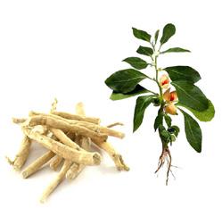 relaxaci vitánie daruje sny přispívá k odstranění stresu a podporuje zdravý spánek udržuje normální stav pokožky působí jako antioxidant pomáhá chránit organismus před volnými radikály a oxidačním