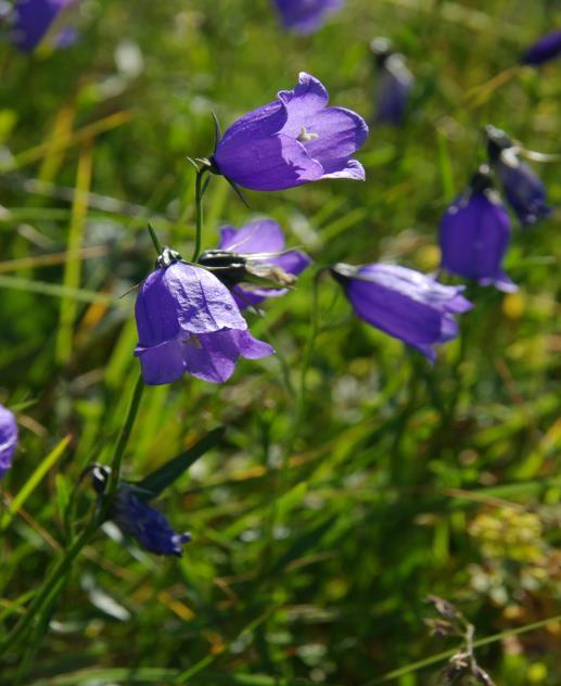 27 phytosociological types of the meadows in