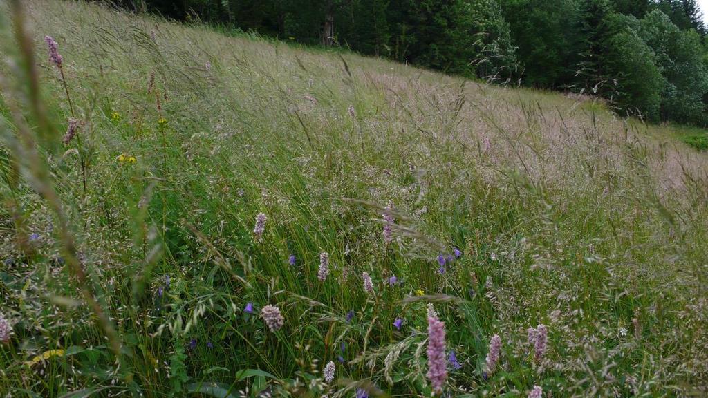 substrates in mountain areas