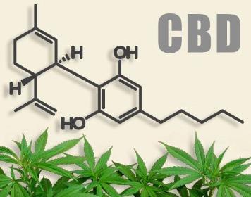 Doplňky stravy s konopím Extrakt z Canabis sativa, konopí seté Přirozený obsah kanabidiolů (CBD) - ve všech částech rostliny, THC tetrahydrokanbidiol = jeden z kanabidiolů, který má psychoaktivní