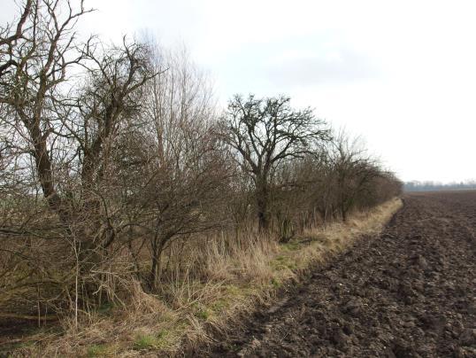 Výsadba je navržena po obou stranách polní cesty vedoucí od křižovatky se silnicí Trávník Syrovátka východním směrem. Výsadba doplňuje stávající solitérně rostoucí dřeviny.