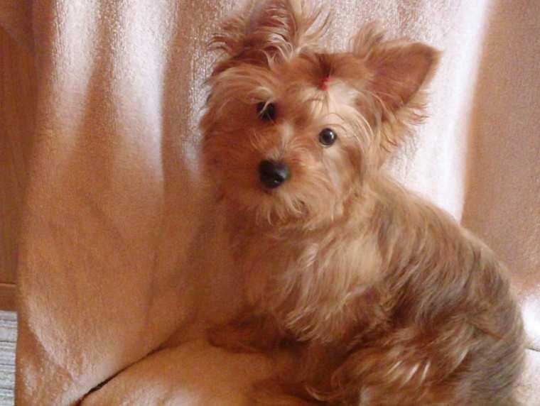 Barva nosu bude černá. Pokud ovšem pes ponese hnědý gen, projeví se tato hnědá v barvě nosu a na polštářcích tlapek (www.americancanineregistry.com). Obr. 6 Golden jorkšírský teriér (Collete) (foto A.