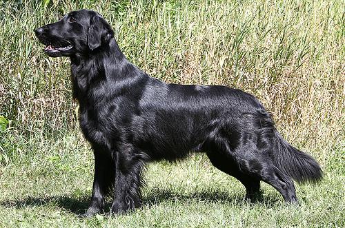 excellentbahati.com/), flat coated retrívr (Ee, EE) (http://www.fallflightkennels.com/), bullmastif s melanistickou maskou (EM) (http://www.remarkabledogs.