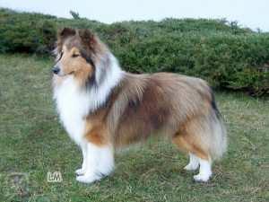 keeshond,(b) black and tan (a