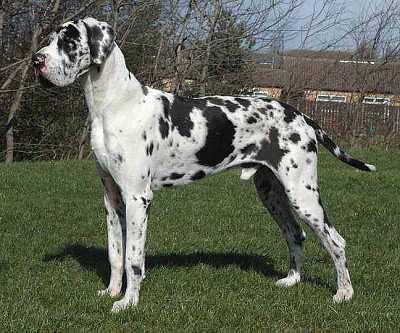 Clark et al. (2006) toto potvrzuje testováním německých dog se zbarvením harlekýn. Všechny dogy měly nejméně jednu kopii merle mutace.