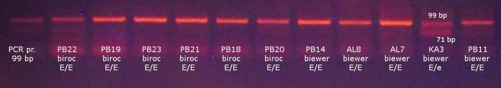 Pro určení správné délky produktu byl použit marker (M100 nebo M50). Obr.21 Výsledek PCR reakce MC1R (99 bp) 5.