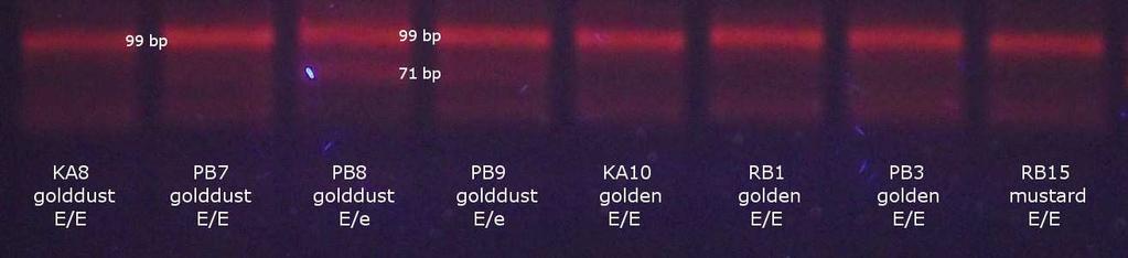 Obr. 23 4% gel se štěpenými PCR produkty genu MC1R,
