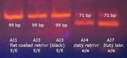 25 Výsledek PCR-RFLP MC1R u jednobarevných psů, kteří