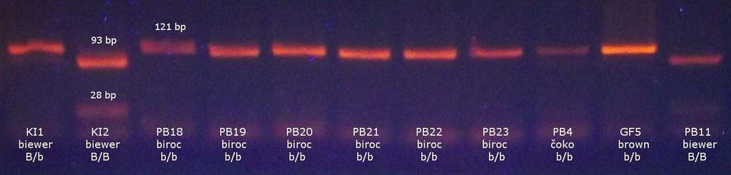 Obr. 27 Štěpení genu TYRP1 enzymem AciI (Q331X) recesivní homozygoti (121