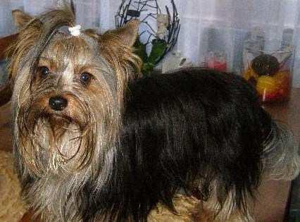 7. Biewer Falco (AL2) 8.