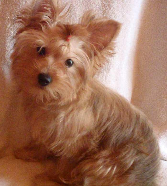 Golden Chanell (AL1) 16.