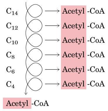 METABOLICKÉ PROCESY 13 C-MTG PANKREATICKÁ KÁ LIPÁZA 13 CO 2 V DECHU O 1,3 DI - STEAROYL CH 2 -O -C -(CH 2 ) 16