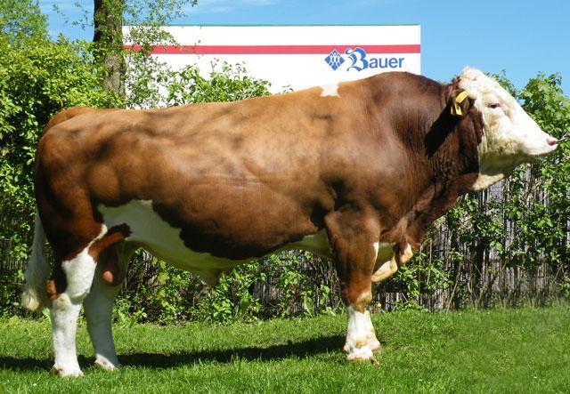 HG-438 Wildalp Wiggal x