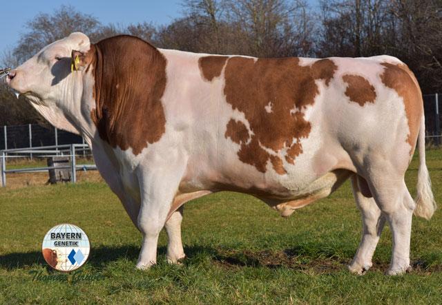 HG-433 Weidenberg Weburg x